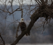 2015 03 015 Eagles024